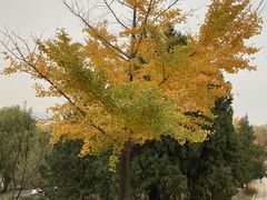 -北京西山国家森林公园