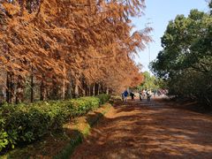 -上海海湾国家森林公园