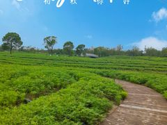 -花开海上生态园