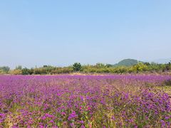 -北京东方普罗旺斯薰衣草庄园