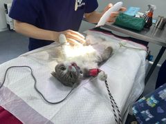 -爱侣宠医·鹦鹉专科·小型哺乳类·异宠专科(灵石路店)