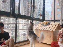 -Husky Go! 哈士奇体验馆·宠物咖啡厅狗咖