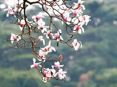 -南京雨花台风景区