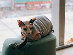 -藏猫猫咖啡主题馆(中央大道店)