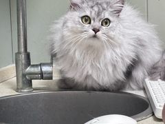 -伟伟宠物医院·瑞派猫友好医院·猫科(光谷店)