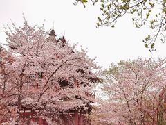 -西安青龙寺遗址景区