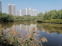 -大亚湾红树林城市湿地公园