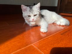-伟伟宠物医院·瑞派猫友好医院·猫科(光谷店)