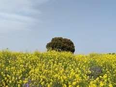 -阳澄湖半岛旅游度假区