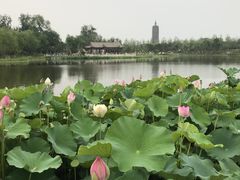 -西海子公园