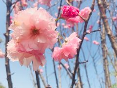 -天适樱花悠乐园