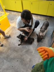 -神奇动物撸宠馆·羊驼·小浣熊·异宠(豫园店)