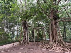 -中国科学院西双版纳热带植物园