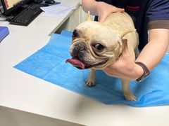 -关爱宠物医院·猫科中心·消化科(滨湖万达分院)