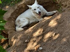 -西霞口神雕山野生动物世界