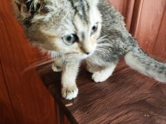 -楼上猫咖(罗湖店)