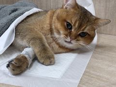 -北京观赏动物医院·24小时大型综合·猫专科·异宠专科