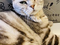 -平行世界·猫咖(首经贸店)