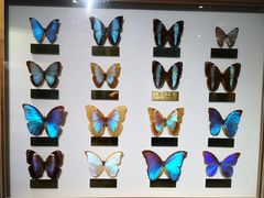 -上海昆虫博物馆