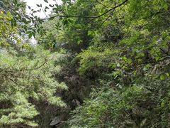 -王顺山国家森林公园