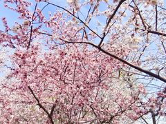 -桃花堤公园