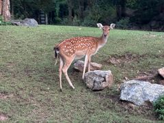 -清迈夜间动物园