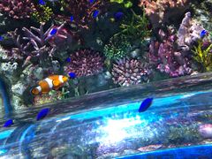 -暹罗海洋世界