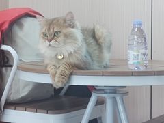 -唐小姐の私宠·宠物洗护美容·撸猫馆·购宠(周浦万达旗舰店)