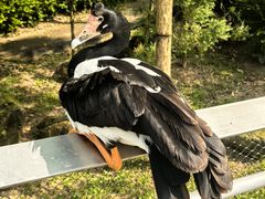 -新加坡飞禽公园