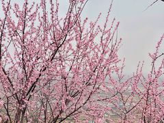 -北京凤凰岭