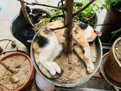 -新疆狼爷烤肉(宋庄店)