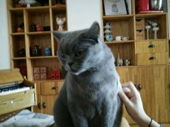 -猫咖时代(中山亭店)