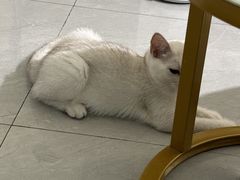 -柚子猫舍·精品猫舍购猫·猫咪认养·购宠·宠物店