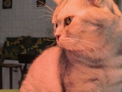 -平行世界·猫咖(首经贸店)