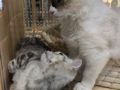 -藏猫猫咖啡主题馆(中央大道店)