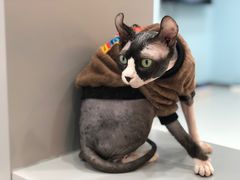 -糯米喵星人·撸猫猫舍咖啡馆(西市场嘉华店)