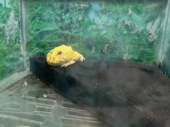 -上海大自然野生昆虫馆(东方明珠·爬宠昆虫探索中心)