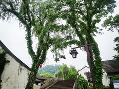 -鲁镇