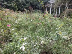 -南山植物园