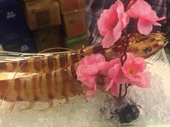 花竹虾-鲜入围煮花胶鸡海鲜火锅