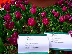 -上海鲜花港