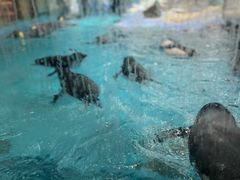 -帝企鹅自助餐厅•儿童岛•真企鹅(长隆企鹅酒店)