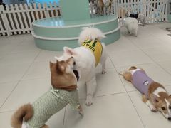 -怪兽屋·羊驼·猫咖·狗咖(俊华广场店)