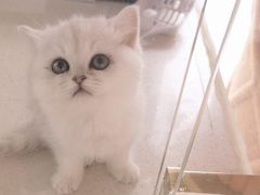 -糯米喵星人总部直营旗舰店·猫舍·幼猫出售