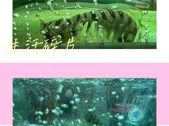 -大茄来海鲜餐厅(亚洲城分行)