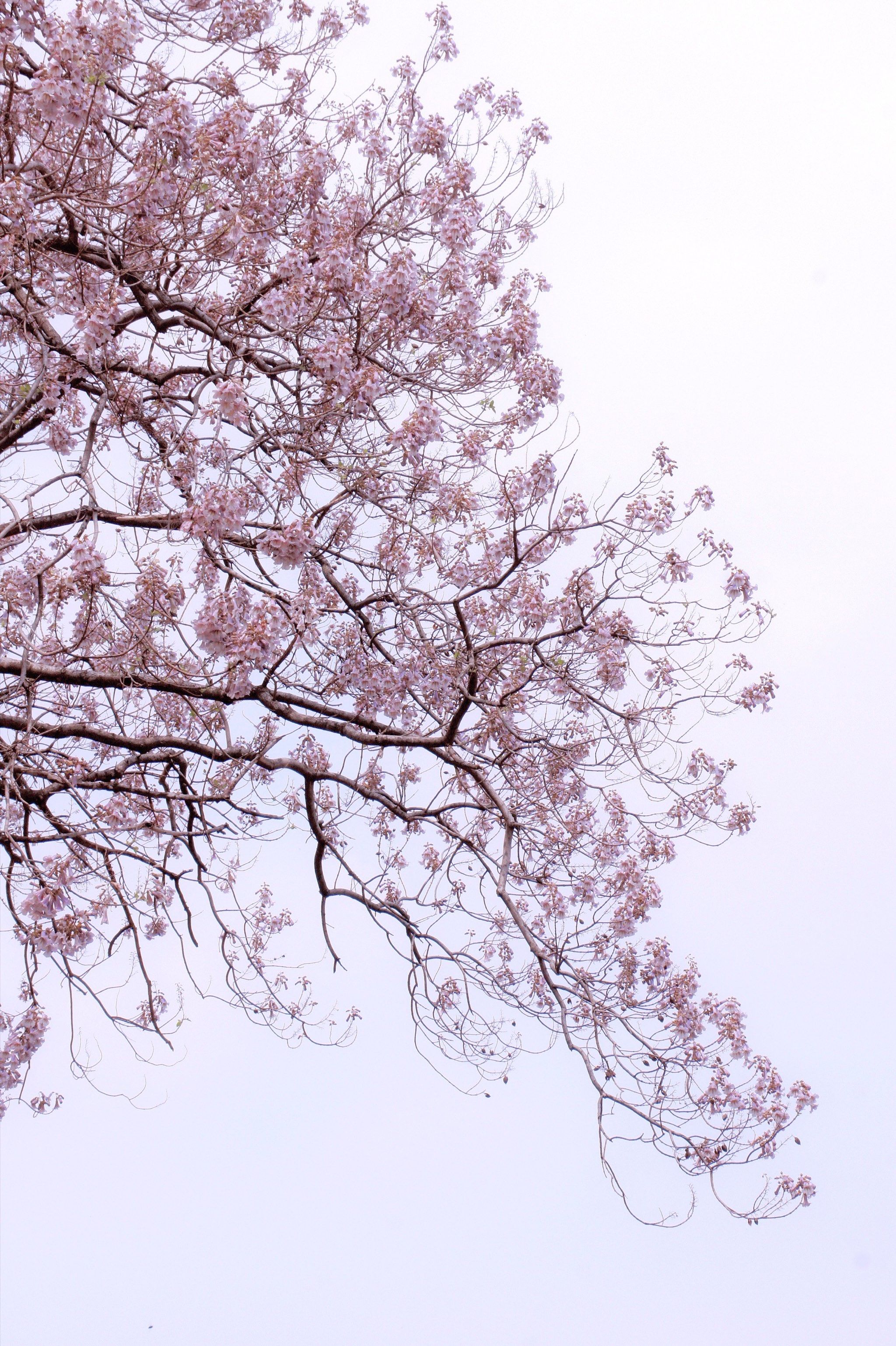 桐花烂漫