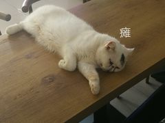 -平行世界·猫咖(首经贸店)