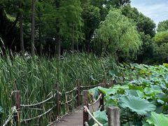 -陈家山荷花公园