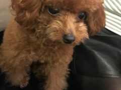 -more than meow吴止猫主题餐厅(承德 中船汇店)