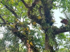 -中国科学院西双版纳热带植物园